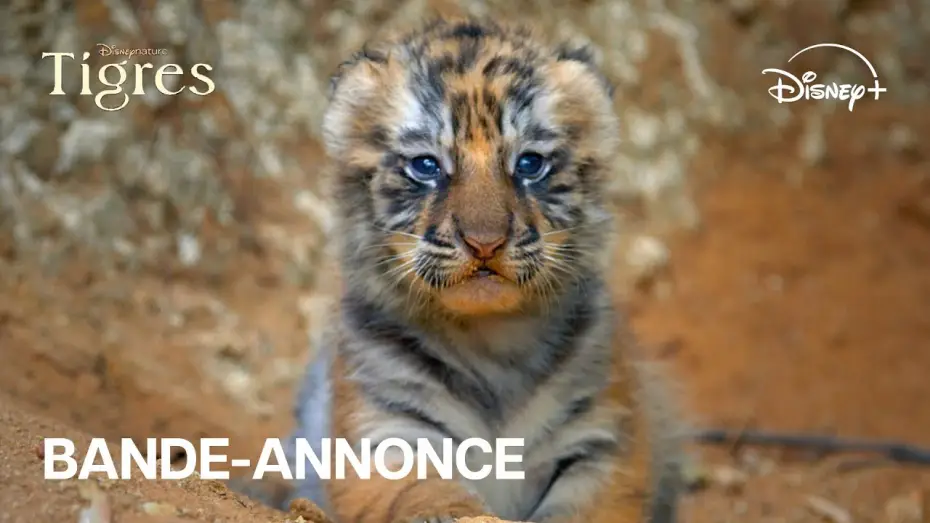 Video for the film Tiger — Tigres - Bande-annonce officielle [VOST]