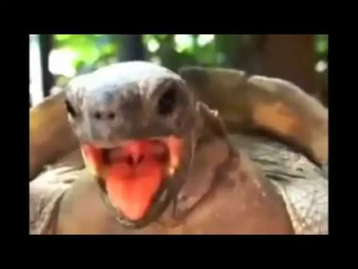 Video for the film Jordi Pujadas y Nuria: Una historia de amor — La tortuga cojiendo