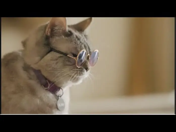 Video for the film American Cats: The Good, the Bad, and the Cuddly — Official Trailer