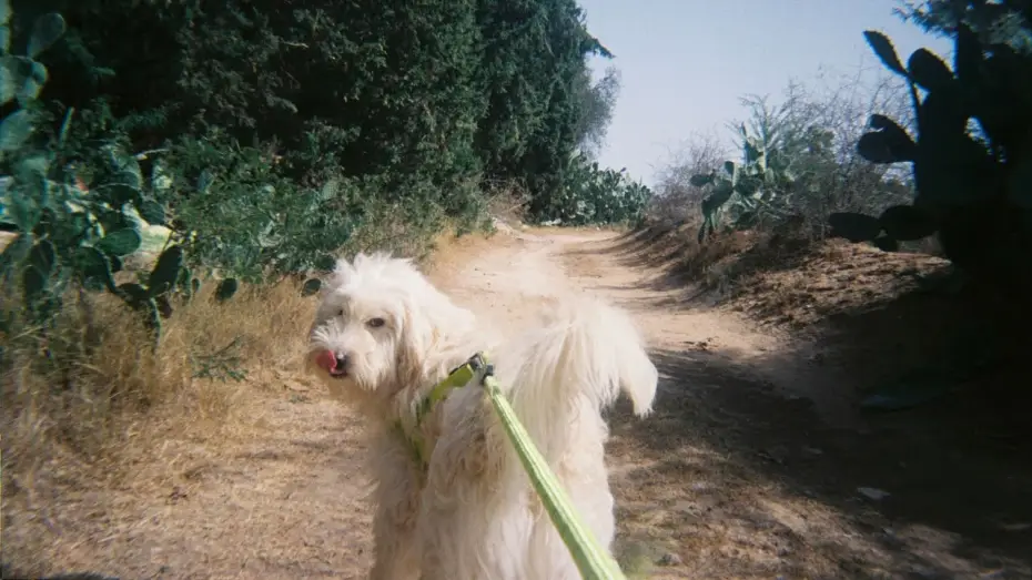 Video for the film Bamssi — Bamssi Mourad (Ben Amor, 2024)