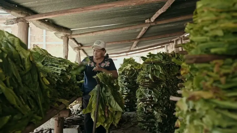 Video for the film Wacay, Mujeres del Tabacal — WACAY, Mujeres del Tabacal  / Trailer