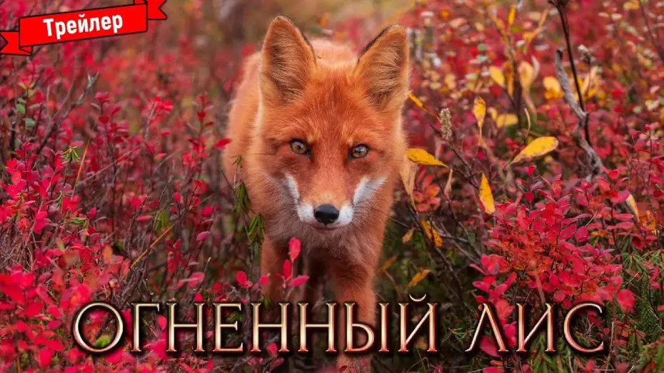 Video for the film The Fiery Fox — Огненный лис — трейлер