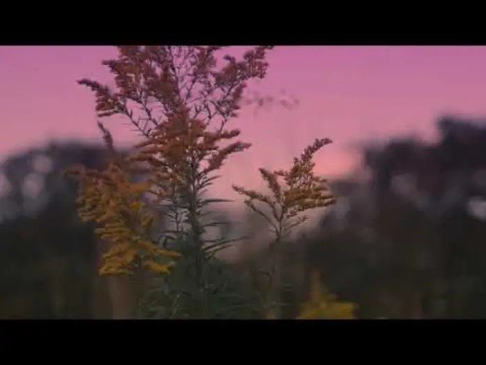 Video for the film Frail Grounds — Frail Grounds Teaser Trailer