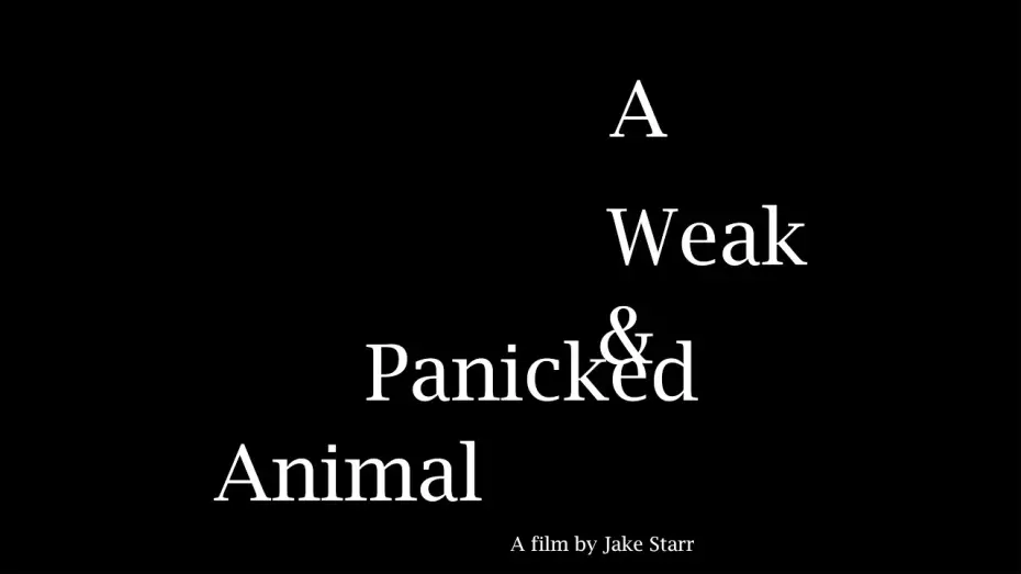 Video for the film A Weak & Panicked Animal — A Weak & Panicked Animal (2024) Trailer