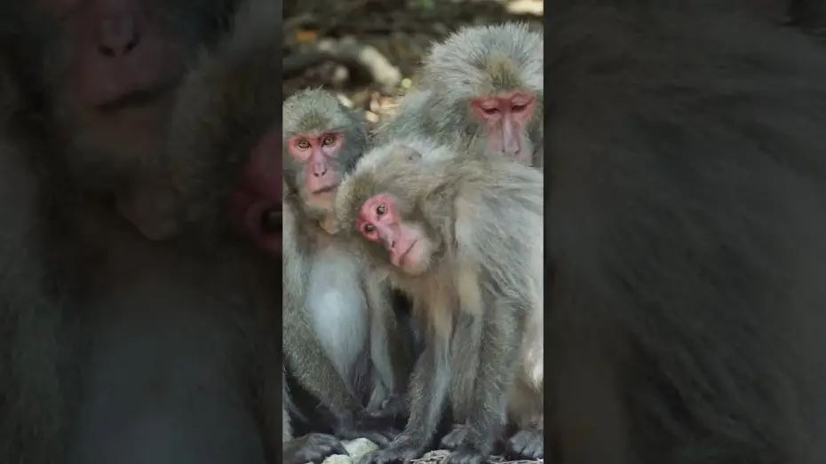 Video for the film Refugia, Where life will persist — Refugia,where life will persist - Trailer