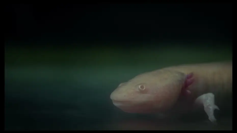 Video for the film Axolotl — Axolotl | Trailer