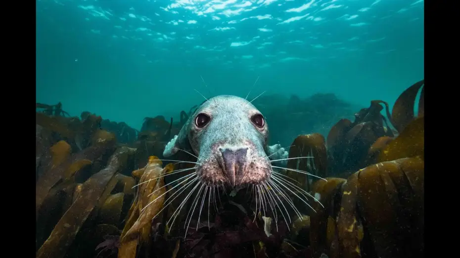 Video for the film North Sea – Nature Untamed — DIE WILDE NORDSEE // Trailer // Deutsche Sprachfassung