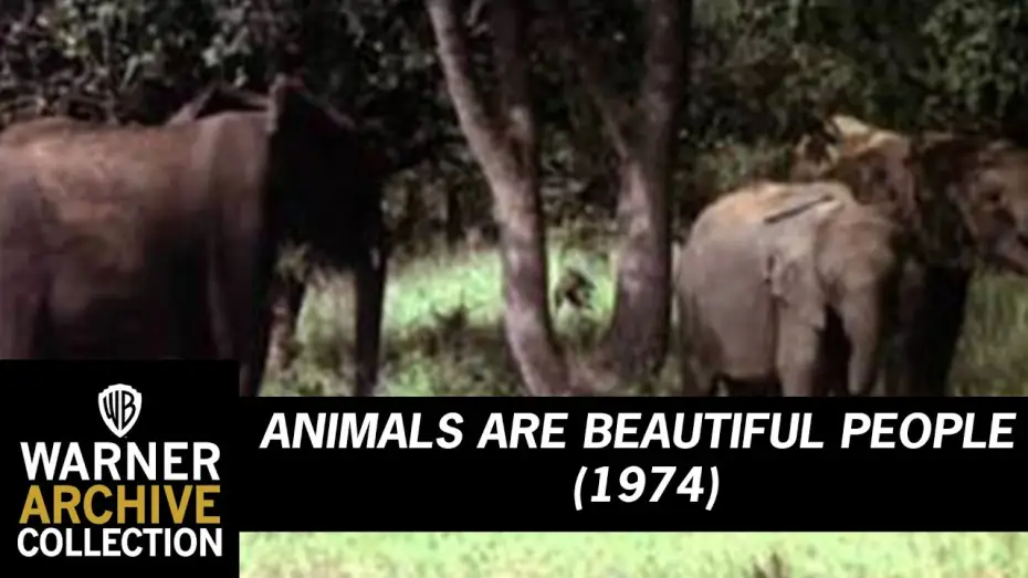 Video for the film Animals Are Beautiful People — Animals Are Beautiful People (Original Theatrical Trailer)