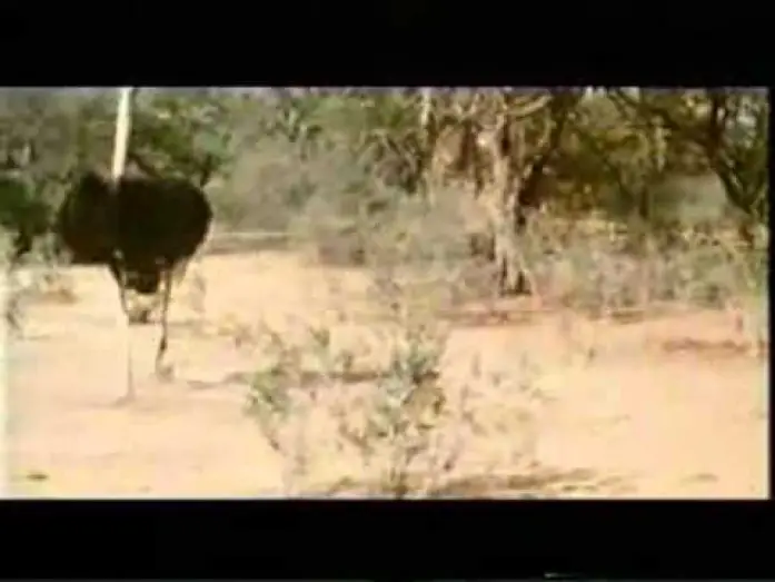 Video for the film Animals Are Beautiful People — Die lustigste Welt der Tiere - Betrunkene Tiere