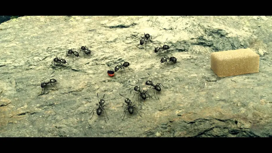 Video for the film Minuscule: Valley of the Lost Ants — Clip #3