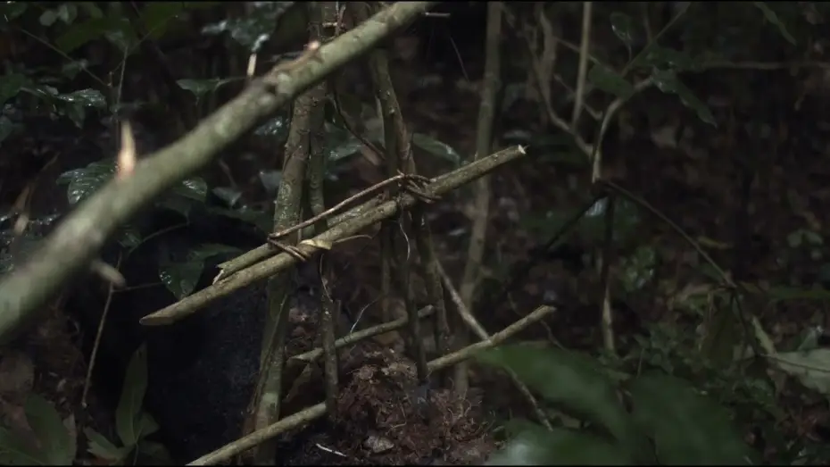 Video for the film The Tree of Authenticity — Trailer | L'Arbre de l'authenticité | Sammy Baloji