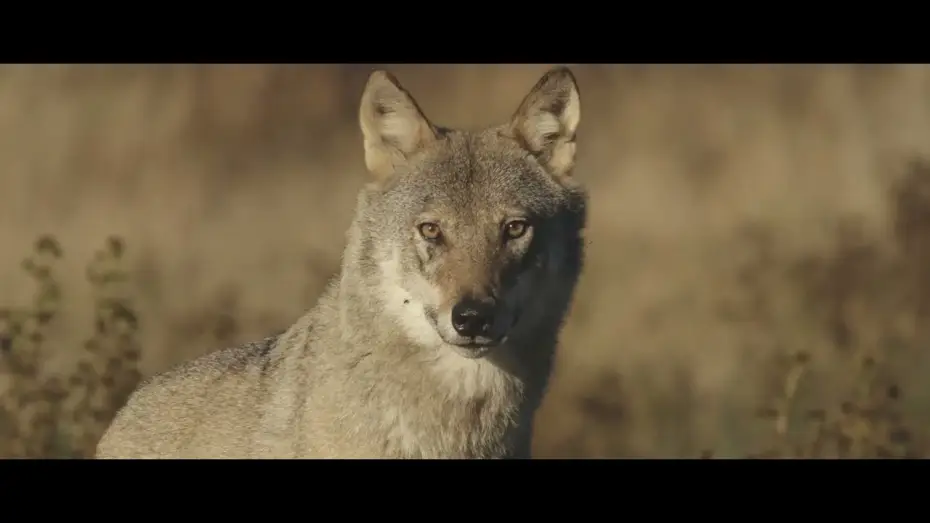 Video for the film Une année parmi les loups — Une année parmi les loups - Bande Annonce (VF)