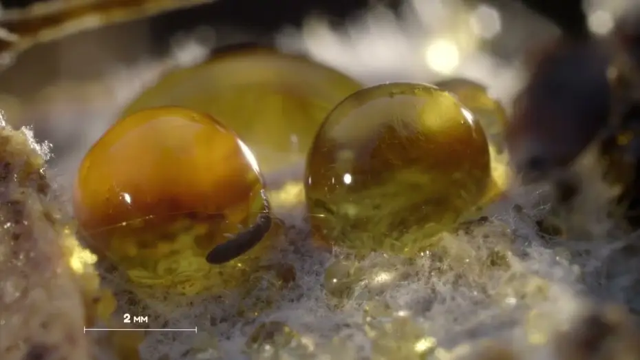 Video for the film Springtails: The hidden soldiers of Earth — Bande-annonce - Planète collemboles, la vie secrète des sols