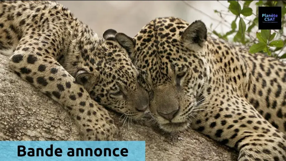 Video for the film Au nom des jaguars — Au nom des jaguars | bande annonce | France 5
