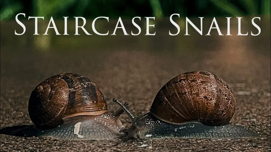 Video for the film Staircase Snails — Staircase Snails