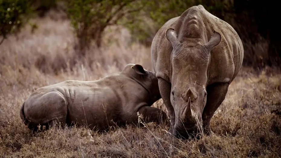 Video for the film Rhino — Trailer