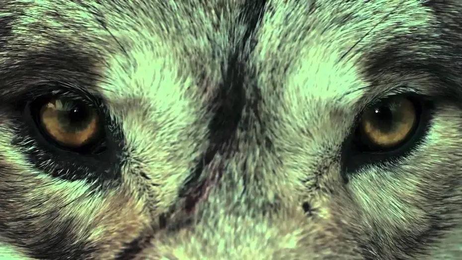 Video for the film The Old Man — Шал (официальный трейлер)