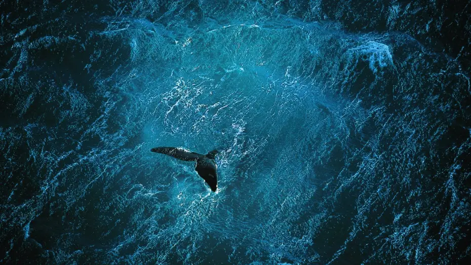 Video for the film Planet Ocean — Planet Ocean [IT] - il film (Yann Arthus-Bertrand & Michael Pitiot)