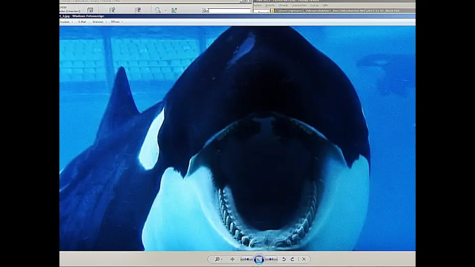Video for the film Blackfish — BLACKFISH | Trailer german deutsch [HD]