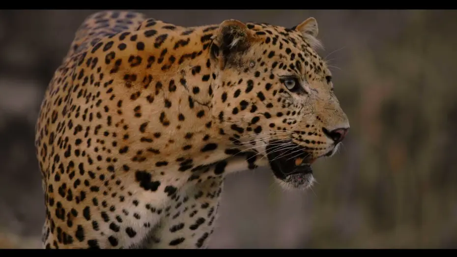 Video for the film Leopard Dynasty – The Rise of Rana — Trailer
