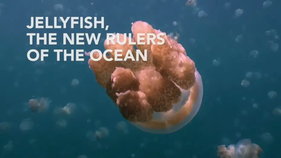 Video for the film Jellyfish, The new Rulers of the Ocean — Jellyfish, the new rulers of the ocean - Trailer