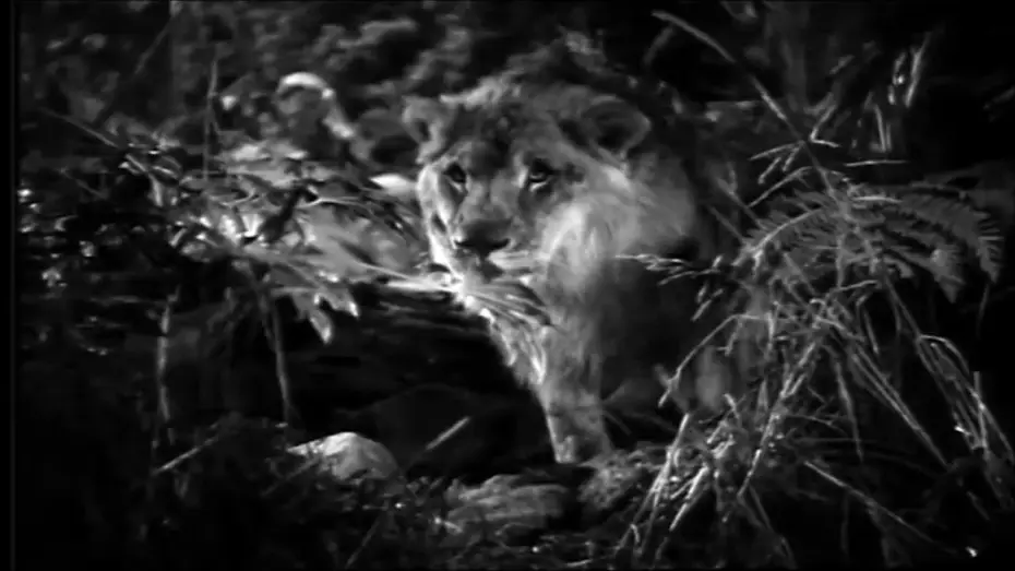 Video for the film Jungle Bride — Jungle Bride (1933) - Trailer