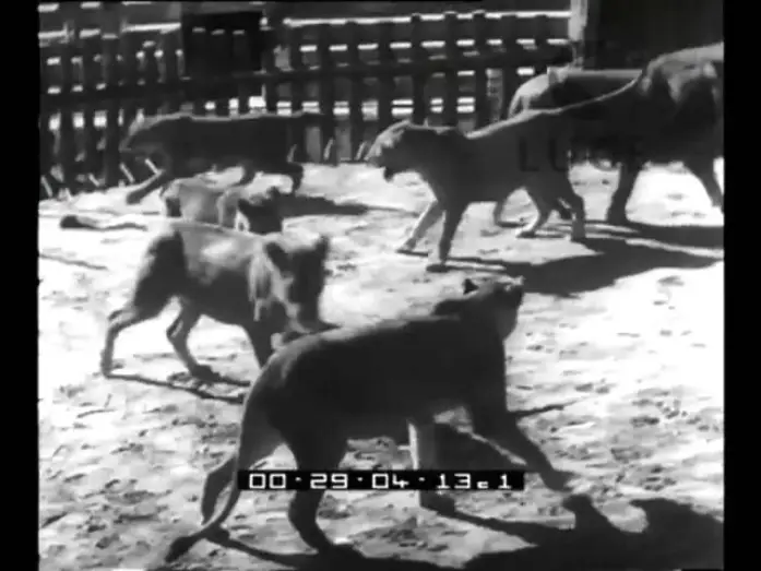 Video for the film Fabiola — Nel mondo del cinema: anche i leoni fanno i divi.