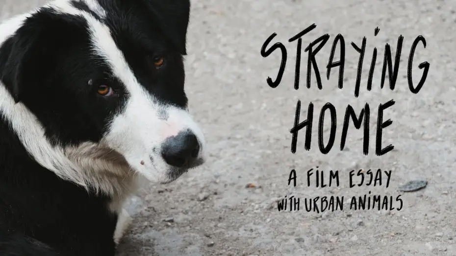 Video for the film Straying home — Straying home - Film teaser (2025)