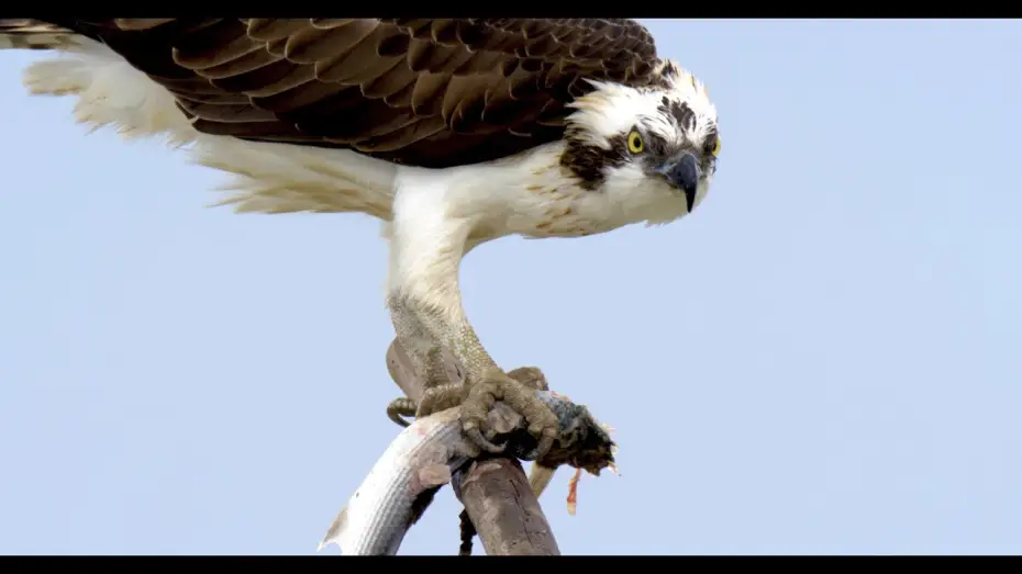 Video for the film Doñana - Spain's Garden of Eden — Doñana - Spain's Garden of Eden | Terra Mater Studios (Official Trailer)