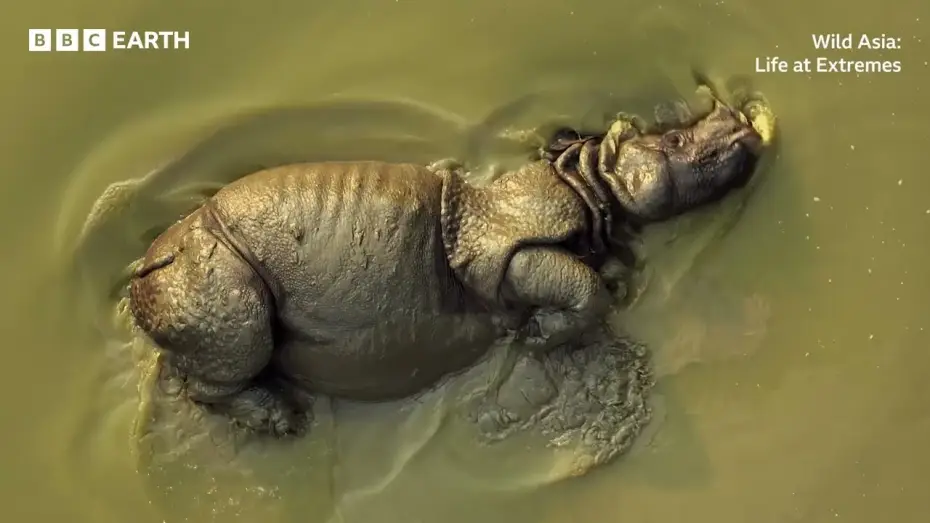 Video for the film Wild Asia: Life at Extremes — Wild Asia: Life at Extremes | BBC Studios