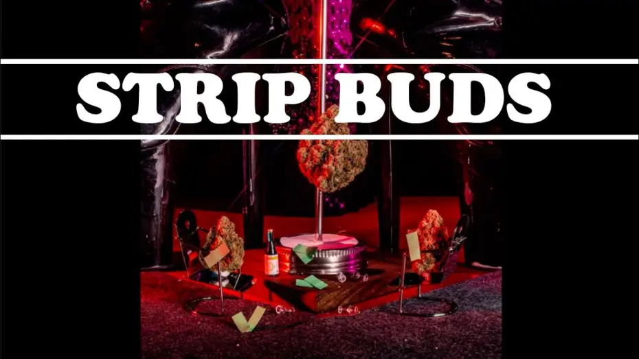 Video for the film Strip Buds — Strip Buds FICC Submission