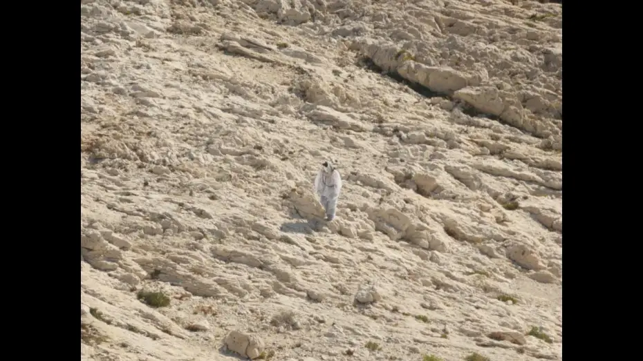 Video for the film Coquille — Coquille