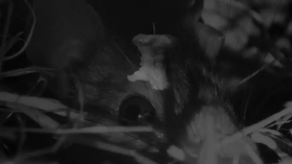 Video for the film Pig Earth — Pig Earth (2026) - Trailer