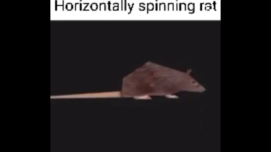 Video for the film Robert — horizontally spinning rat