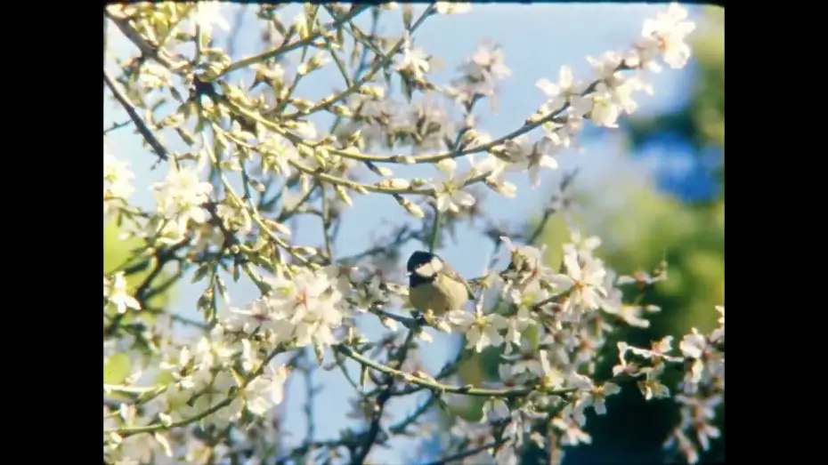 Video for the film Desmayo Largueta — Desmayo Largueta By Kike Sanz & Eric Glez