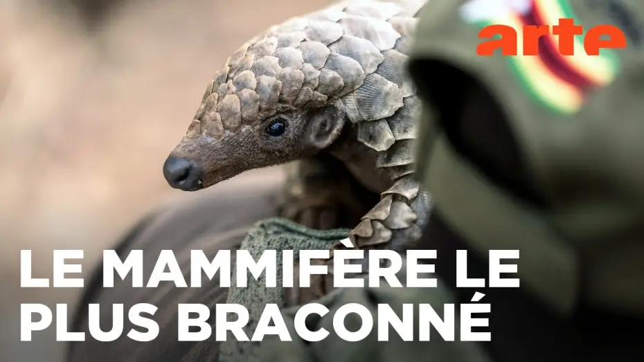 Video for the film Mission pangolin : Retour à la vie sauvage — Mission pangolin | Retour à la vie sauvage | ARTE Évasion