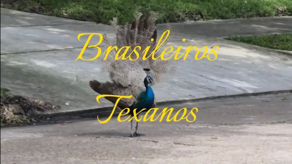 Video for the film Brasileiros Texanos — Brasileiros Texanos