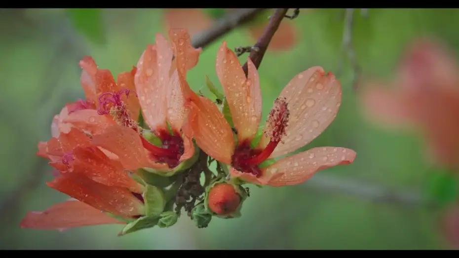 Video for the film Anaga, Naturaleza Infinita — Anaga, Naturaleza Infinita   Teaser