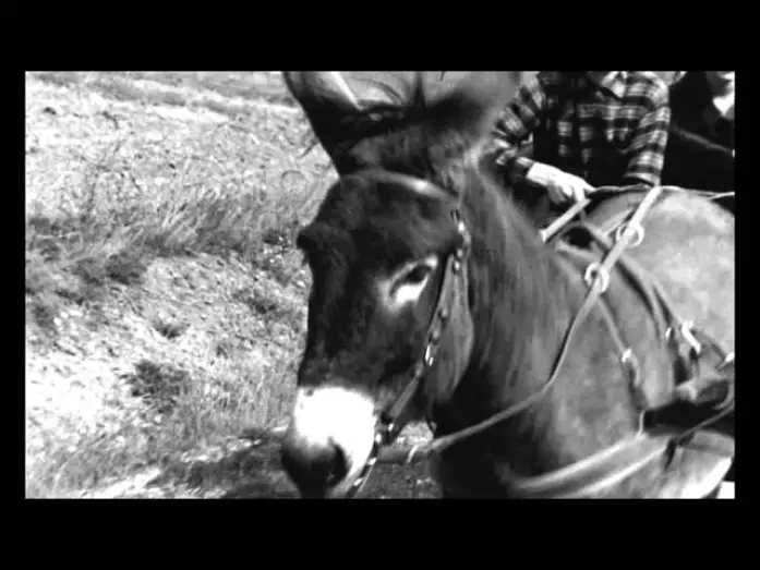 Video for the film Au Hasard Balthazar — Au hasard Balthazar - Trailer (Il Cinema Ritrovato al cinema)