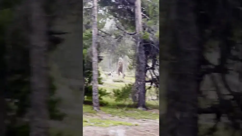 Video for the film Hunt For Stoutfoot — BIGFOOT SIGHTING! - Park Ranger captures chilling video…