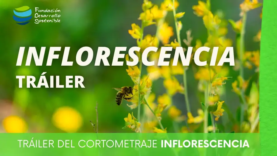 Video for the film Inflorescencia — #cortometraje INFLORESCENCIA · Tráiler