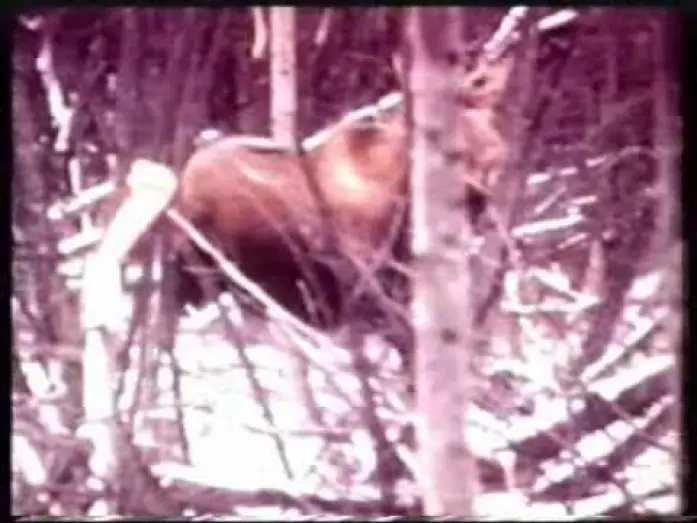 Video for the film Claws — GRIZZLY 2 - CLAWS (1977) Con Jason Evers