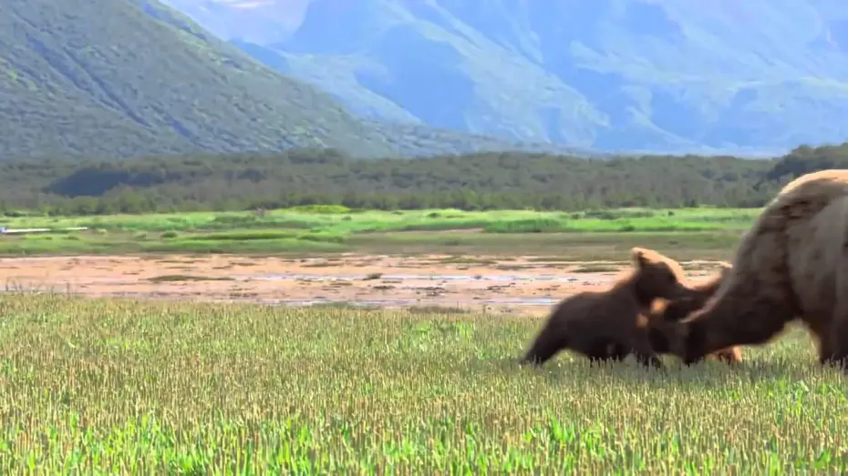 Video for the film Bears — Grizzly - Bande-annonce