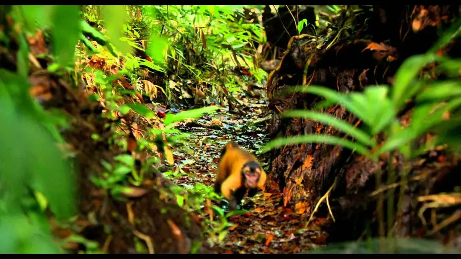 Video for the film Amazonia — AMAZONIA - Bande Annonce VF