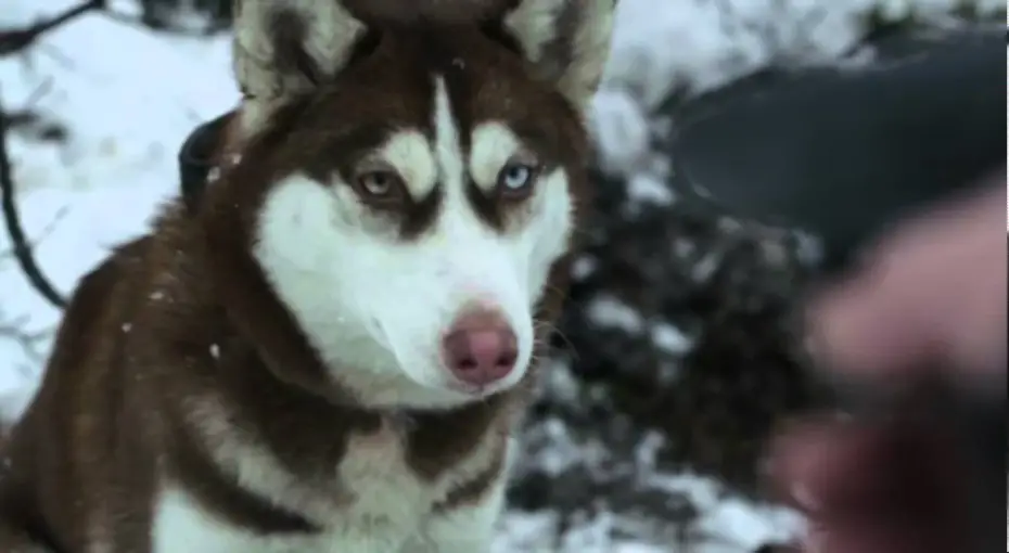 Video for the film Shame — Film Trailer: Styd / Shame