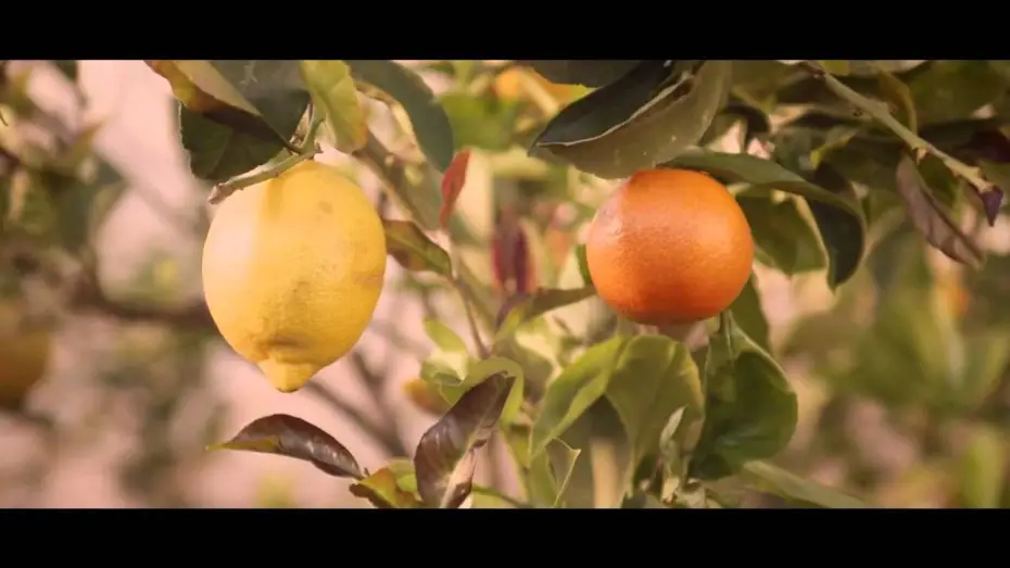 Video for the film Spring — Cure