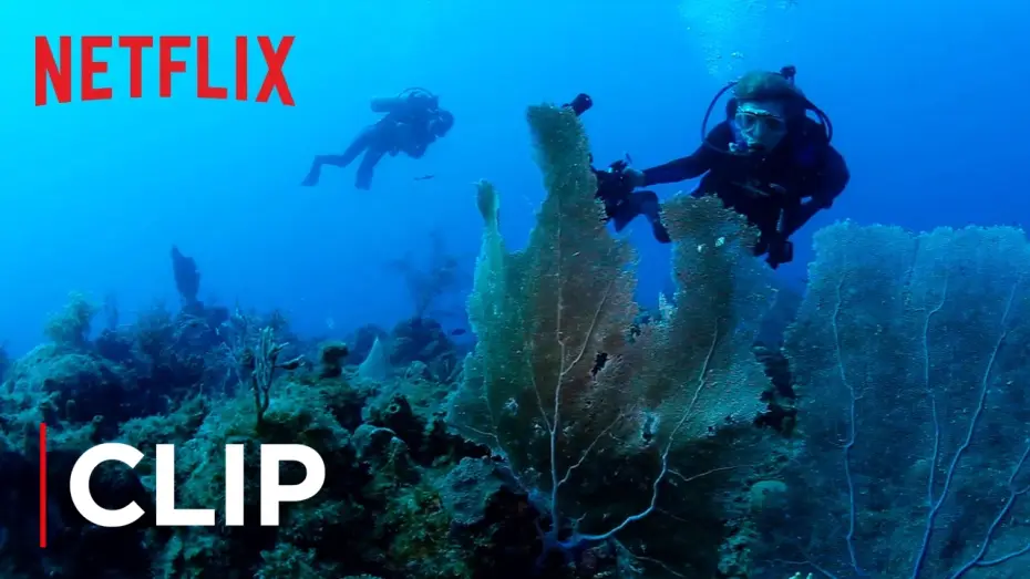 Video for the film Mission Blue — The Ocean Is Dying
