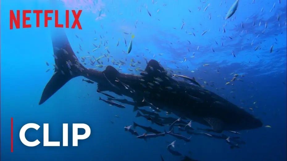 Video for the film Mission Blue — Swimming with Whale Sharks