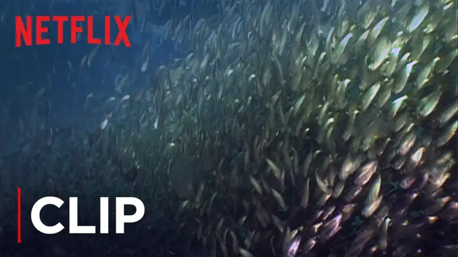 Video for the film Mission Blue — Fish Oil Myth - Menhaden