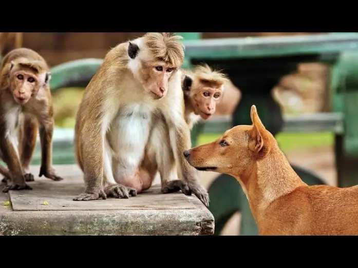 Video for the film Monkey Kingdom — IM REICH DER AFFEN | Trailer [HD]